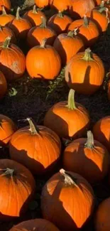 Vibrant pumpkin patch in autumn sunlight.