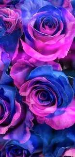 Mobile wallpaper with vibrant purple and blue roses.