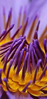 Close-up of vibrant purple and yellow lotus flower wallpaper.