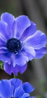 Close-up of a vibrant purple anemone flower with green leaves.