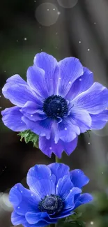 Purple anemone flowers wallpaper with lush blooms.