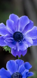 Vibrant purple anemones on mobile wallpaper, showcasing nature's beauty.