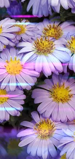 Vibrant purple aster flowers with yellow centers.