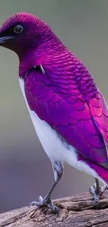 Vibrant purple bird perched on branch, stunning mobile wallpaper.