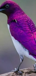 Purple bird perched on a branch with vibrant plumage.