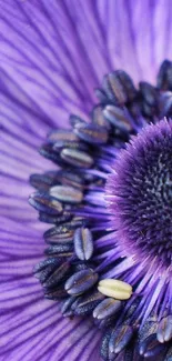 Close-up of a vibrant purple flower bloom with detailed petals.