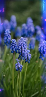 Grape hyacinths bloom vibrantly in a natural setting.