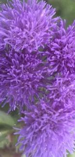 Vibrant purple flowers with green leaves background.