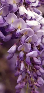 Close-up of vibrant purple blooms with delicate petals for mobile wallpaper.