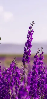 Vibrant purple flowers in a scenic field under a pastel sky.