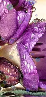 Purple flower with water droplets close-up wallpaper.