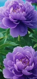 Vibrant purple peonies with green leaves in bloom.