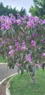 Tree with vibrant purple flowers in a green park setting.