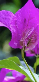 Purple bougainvillea flower against green leaves in vivid detail.