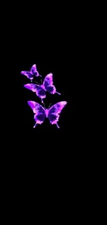 Vibrant purple butterflies on dark background wallpaper.