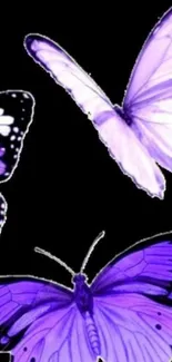 Purple butterflies on a black background wallpaper.