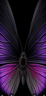 Elegant purple butterfly on black background wallpaper.