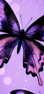 Vibrant purple butterfly on lilac background.