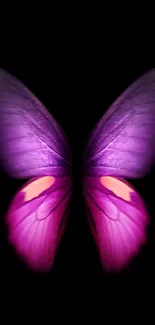 Purple butterfly art with dark background.