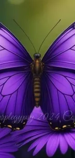 Purple butterfly on daisy with vibrant wings