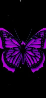 Purple butterfly on black background wallpaper.