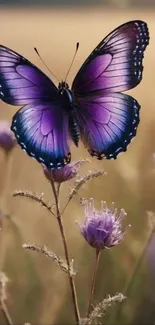 Purple butterfly resting on a flower in a serene natural setting.