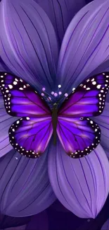 Purple butterfly on large flower wallpaper.