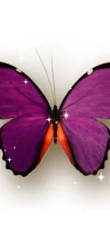 Vibrant purple butterfly wallpaper for mobile.