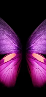 Purple butterfly wings on a dark background, vibrant and elegant.