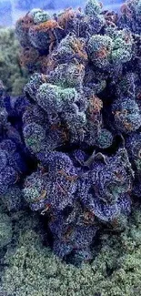 Purple cannabis close-up wallpaper design.