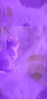 Purple-toned wallpaper with a cute kitten gazing up.