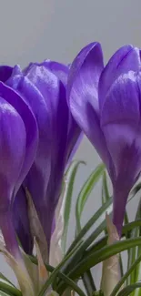 Purple crocus flower wallpaper for mobile phones.