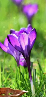 Purple crocus flowers in green grass with a fallen leaf in soft light.