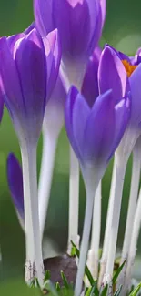 Vibrant purple crocus blossoms with green background.