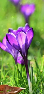 Purple crocus flowers blooming in a lush green field.