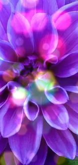 Vibrant purple dahlia with bokeh lights on a mobile wallpaper.