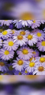 Beautiful purple daisies with yellow centers, perfect for nature-themed wallpapers.