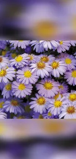 Purple daisy flowers in full bloom, vibrant and fresh.