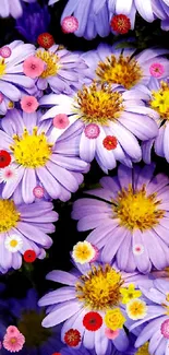 Close-up of vibrant purple daisies with yellow centers, creating a lively wallpaper.