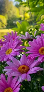 Vibrant purple daisies with lush greenery.