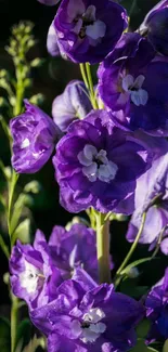 Vibrant close-up of purple delphinium flowers in bloom.