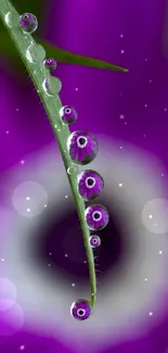 Closeup of a dewdrop on a green leaf with a vibrant purple background.