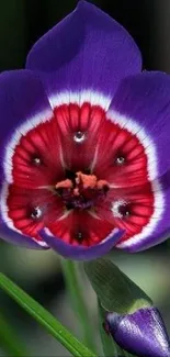 Close-up of vibrant purple flower with red and white detailing.