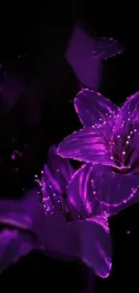 A vibrant purple flower glowing on a dark background, perfect for mobile wallpaper.