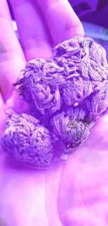 Close-up of vibrant purple floral texture.