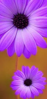 Vibrant purple flowers on a mobile wallpaper background.