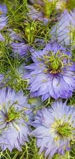 Vibrant purple flowers with green foliage close-up.