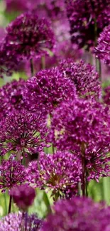 Vibrant purple flowers in a lush garden setting for mobile wallpaper.