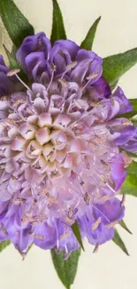 Close-up of a vibrant purple flower bloom on a phone wallpaper.