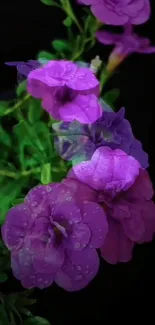 Purple flowers with green leaves on a dark background.